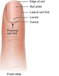 Image result for paronychium