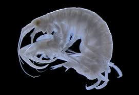 Image result for Amphicarpaea africana