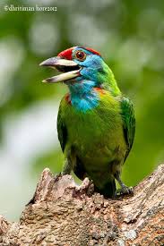 Pin On Birds Asian