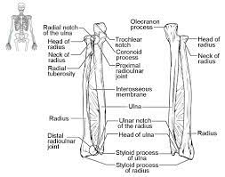 Radius articulates with carpal bones medially at the styloid the abductor pollicus longus is labelled apl and it is on top of the radius (labelled radius). Bones Of The Upper Limb Anatomy And Physiology I
