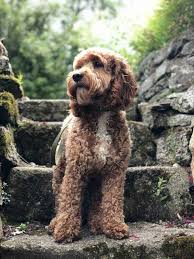 The teddy bear goldendoodle haircut. Professional Dog Grooming Terms Explained How To Ask For What You Want At The Groomer S Your Dog Advisor