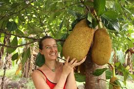The Jackfruit Manifesto Project Bona Fide