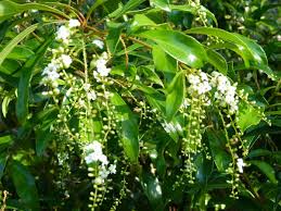 Image result for Citharexylum