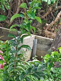 Image result for Cladostemon kirkii