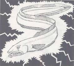 Electric Eel Forgotten Realms Wiki Fandom The electric eel is a member of the fish family and the scientific term for them is electrophorus electricus. electric eel forgotten realms wiki