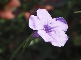 Image result for Ruellia praetermissa