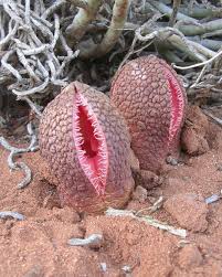 Image result for Hydnora