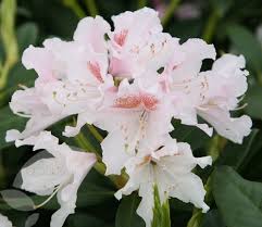 Rhododendron Cunningham S White Hybrid Rhododendron Rhododendron Flowers White Flowers