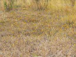 Image result for Nesaea linearis