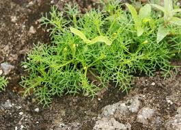 Image result for Teramnus repens