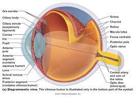 Pin By Himali Pradeepa On Medical Eye Anatomy Eye Anatomy Diagram Basic Anatomy And Physiology