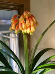 Image result for Clutia robusta