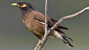 Download Suara Burung Jalak Nias Juara Untuk Masteran Jalak Burung Bulu