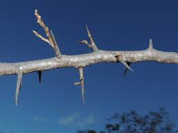 Image result for Schinopsis