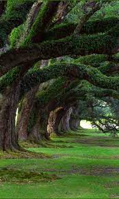 Download disney+ for android & read reviews. 31 Nature Wallpaper For Android Download Basty Wallpaper
