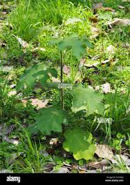 Image result for Solanum torvum