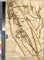 Image result for Hyparrhenia barteri