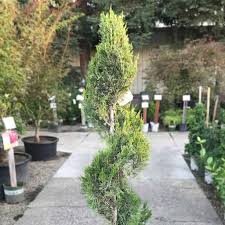 Image result for spiral cut juniper trees