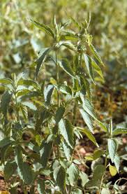 Image result for Leucas