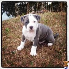 American staffordshire terrier, puppies 1 month and 25 days old. American Staffordshire Terrier Puppy For Sale Blue Brindle Male Pup Champion Sired 9 Years Old