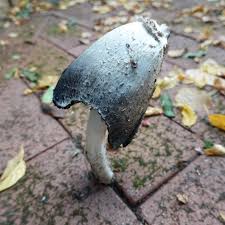 Image result for Coprinus sp.