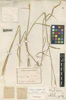 Image result for Ischaemum afrum