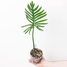 Image result for Monotes elegans