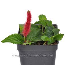 Image result for Acalypha hispida