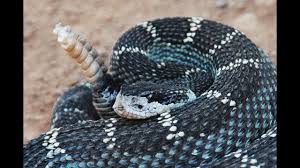 Black And White Snake Northern California Rattlesnake Northern California Youtube Rattlesnake Northern California Northern