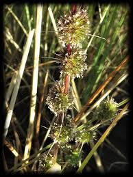 Image result for Elytrophorus globularis