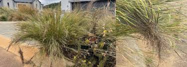 Image result for Diheteropogon amplectens