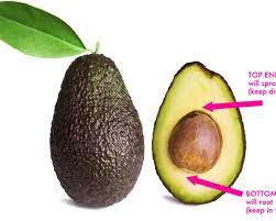 Lastly, make sure your avocado tree receives plenty of direct sun. How To Grow An Avocado Tree From Seed
