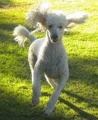 Maybe you would like to learn more about one of these? Standard Poodle Dog Breed Information And Pictures