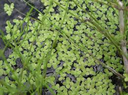 Image result for Lemna