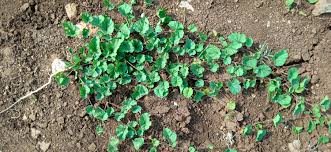 Image result for Merremia emarginata