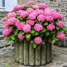 We did not find results for: Time To Prune Most Of Your Hydrangeas Winnipeg Free Press Homes