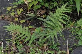 Image result for Pteris commutata
