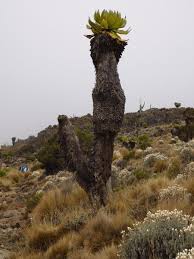 Image result for Dendrosenecio