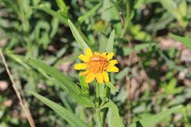 Image result for Pascalia glauca