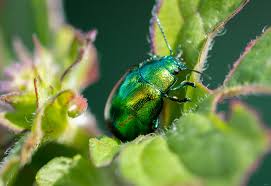 Mint Leaf Beetle The Species Is Green With Black Legs And Antennae Females Can Range In Colour From Green To Purplish Grey Leaf Beetle Beetle Mint Leaves