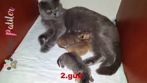 Kedi Evreleri 4 Hafta Ve 4 Ay Arasi Youtube