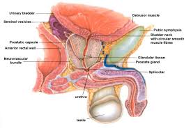 Research shows that closely monitoring prostate cancer is an effective way to reduce the prostate cancer death rate in men who are diagnosed early. Prostate Cancer Detection Endotext Ncbi Bookshelf