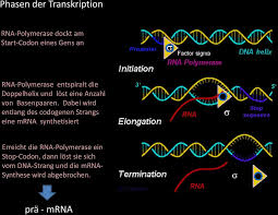 Coli is still a challenge that virtually depends upon each individual target genes. Von Der Dna Zum Eiweissmolekul Die Proteinbiosynthese Ribosom Pdf Free Download