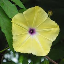 Image result for Ipomoea tuberculata