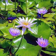 Image result for Nymphaea maculata