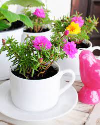 This article includes teacups planters tos diy ideas, some you may do your self, others may merely serve as inspiration. Diy Project Teacup Planter Pots