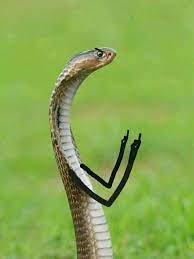 Snake Fuckoff In 2020 Snakes Funny Cute Funny Animals Snake Photos