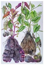 Image result for Dioscorea cotinifolia