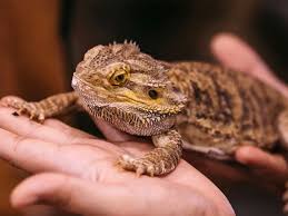 Bearded dragons area unit quick turning into one amongst the foremost fashionable pets within the gb. 10 Reasons Why Bearded Dragons Are Good Pets Vivo Pets