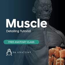 Detailing The Muscles From Cadaver In Zbrush 2021 6 Muscle Striations On Artstation At Https Www Artstation Com A In 2021 Zbrush Anatomy Class Sculpting Tutorials